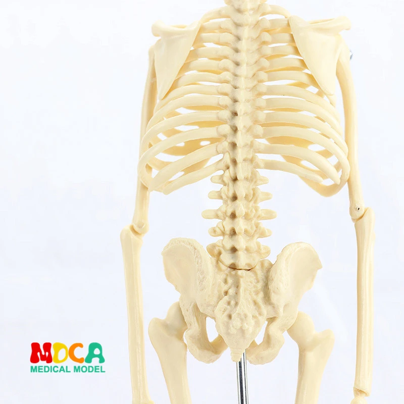 Médico para Artes Plásticas e Medicina Modelo de Esqueleto Padrão 45 cm Humano. Mgg101 16 Ciência médica