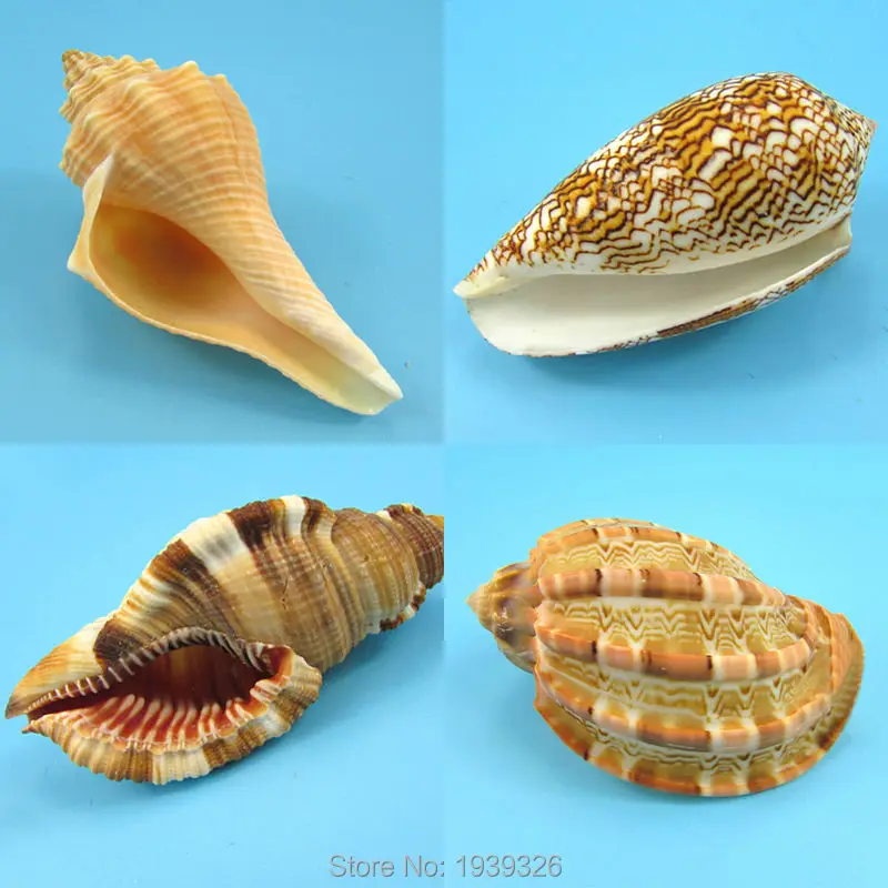

4 pcs Super Big Conch*Free Gift 70 pcs Conch Natural Beach Concha Snail SeaShell Crafts Fish Tank Ornaments Aquarium Decoration