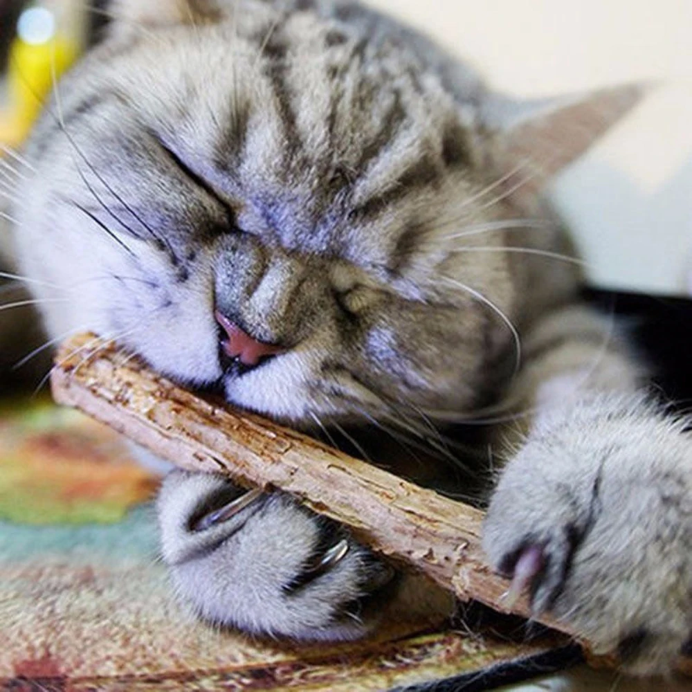Кошка чистые зубы чистая натуральная кошачья мята pet кошка молярная зубная паста Стик silvervine плод актинидии для кошек снэки палочки