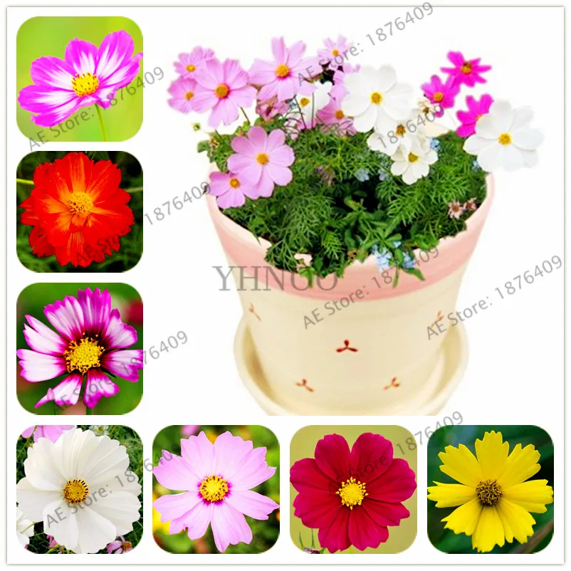 100 шт./пакет Galsang цветок бонсай, разнообразие цветов, многолетний редкий цветочных растений для дома и сада использования