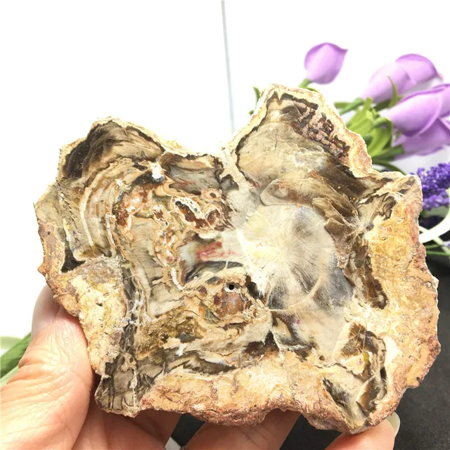 Best Price Natural Wood Fossil Stone Specimen Woodstone Crystal Rock Stones Original Specimen Mineral