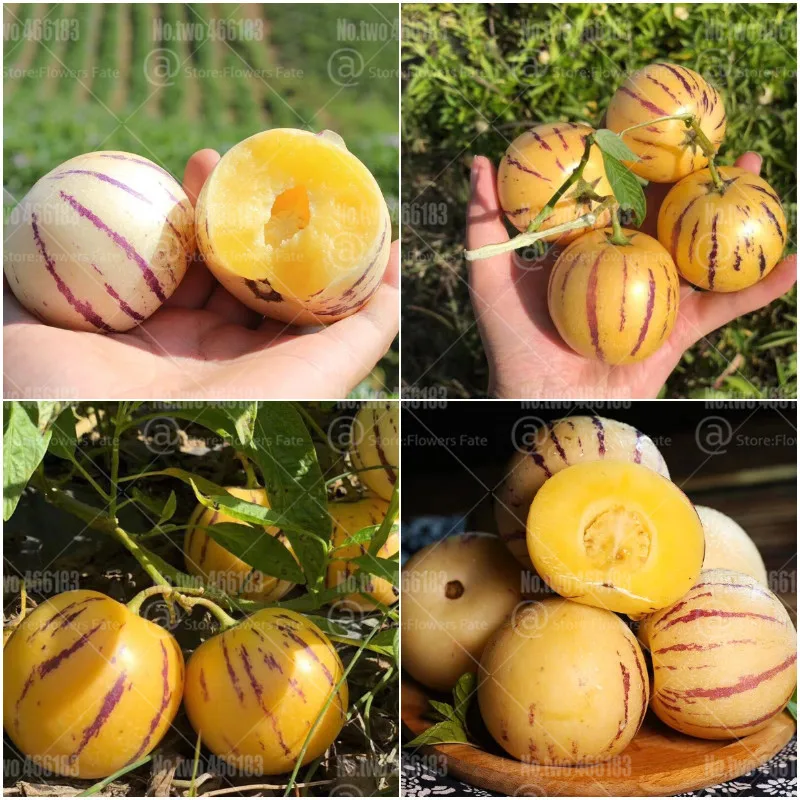 

100pcs Rare Pepino Melon Bonsai Solanum muricatum Aiton Delicious organic fruit and vegetable bonsai plants for home garden