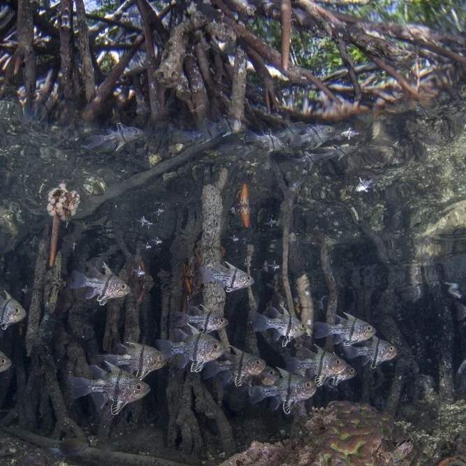 Orbiculate cardinalfish swimming underneath a mangrove tree Poster Print (17 x 11)