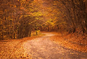 

Laeacco Forest Tree Yellow Fallen Leaves Road Portrait Autumn Scenic Photo Background Photography Backdrops For Photo Studio