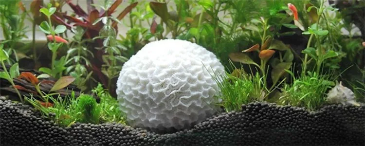 Natural White Round Decorative Coral Rare Beautiful Home Ornaments Fish Tank Aquarium Landscape Coral Wedding Decorations 2