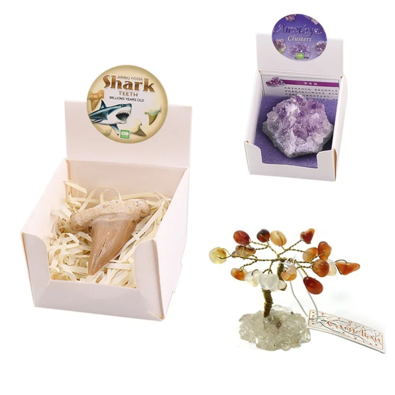 

Shark tooth fossil Children Gift With Box Home Decoration Beautiful Shark tooth fossil ornaments