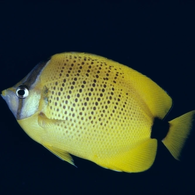 Hawaii  Close-Up Side View Of Milletseed Butterflyfish (Chaetodon Miliaris) A83G Poster Print (38 x 24)