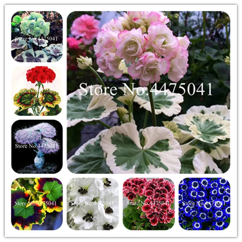 Bonsai Two-Color Geranium Plant, Perennial Pelargonium Peltatum Flowers Potted Geranium Bonsai Plant For Home & Garden - 50 Pcs