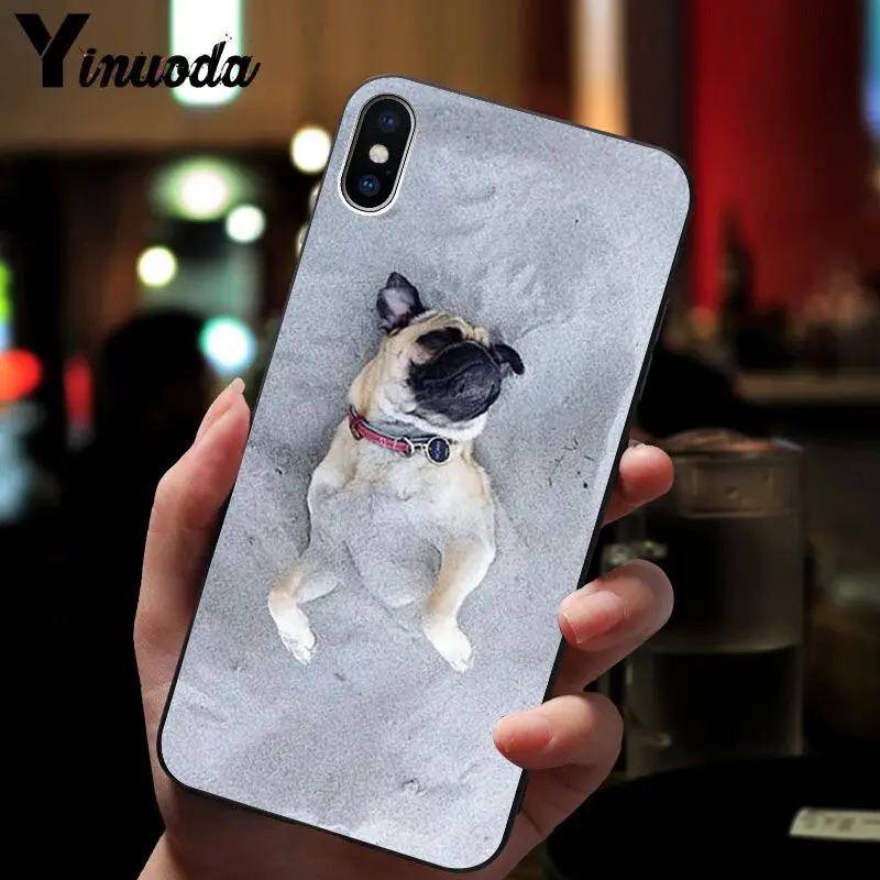 Cute pug dog