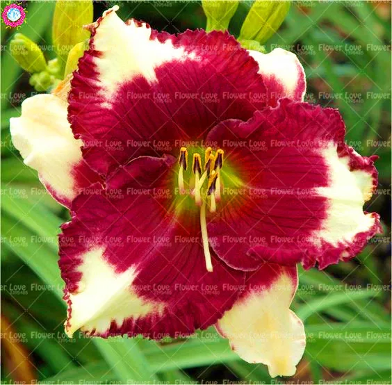 Шт. 20 шт. карликовые деревья Daylily цветы растения Hemerocallis лилии Крытый Бонсай цветочных растений многолетних растений для дома и сада украшени... Шт. 20 шт. карликовые деревья Daylily цветы растения Hemerocallis лилии Крытый Бонсай цветочных растений многолетних растений для дома и сада украшени...