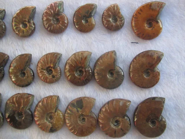 Best Offers 24pcs Natural color conch polished Fossil Madagascar
