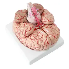 Человеческий головной убор с артериями Модель 9 частей съемная анатомическая модель для школы обучающий инструмент обучающий дисплей лабораторные принадлежности