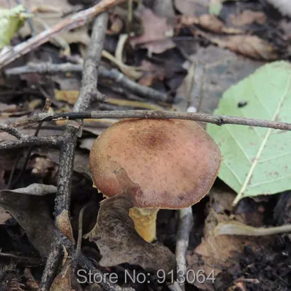 ФОТО Northeast Changbai Mountain natural wild hazel mushroom,Improve human immunity-Antiviral, Antitumor, warm stomach 1kg