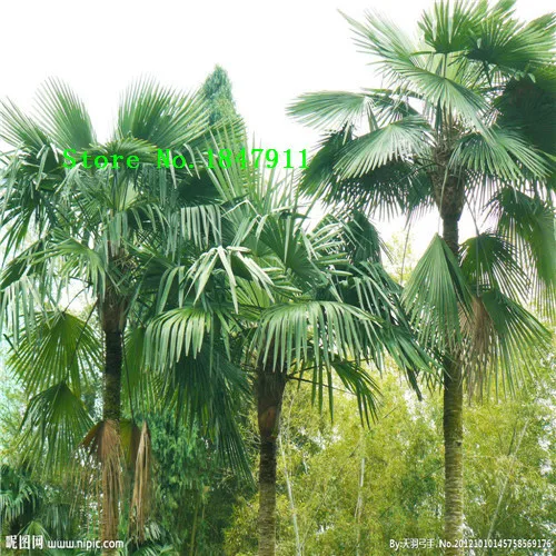 50pcs//pack Lady Palm seeds Tree Seeds Perennial Plants Free Shipping