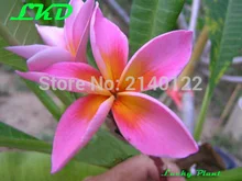 7 15inch Rooted Frangipani Plant Thailand Rare Real Plumeria Plants no109 helena