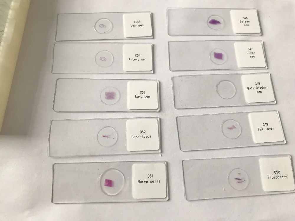 histology prepared slides (5)