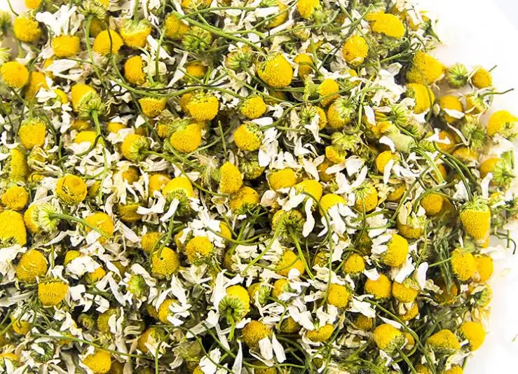 chamomile