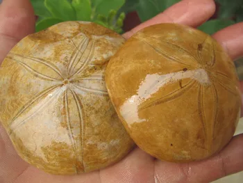 

273g Natural JURASSIC Madagascar SEA BISCUIT URCHIN FOSSIL sand dollar Star Fish Dinosaur Age Wholesale