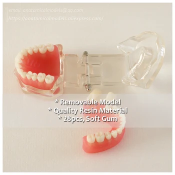 

DH/13017, Soft Gum 28pcs Teeth without Screw Removable Teeth Model, Medical Science Educational Dental Teaching Models
