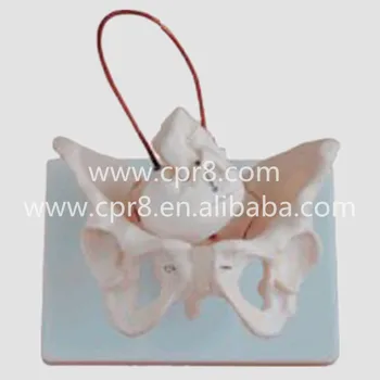 

BIX-A1026 Female Pelvis Model With Fetal Skull, Midwifery Bone Model WBW316