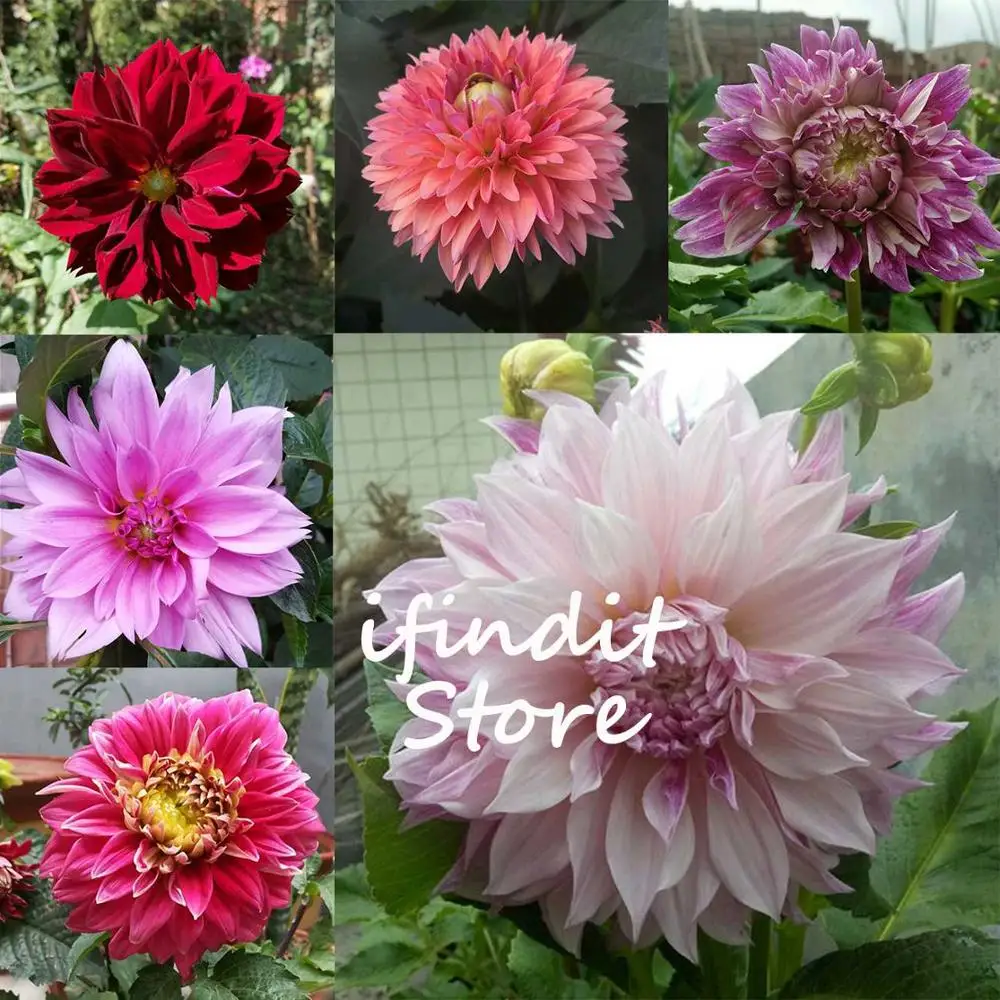 

50pcs Dahlia Flower Plants Bonsai Jardin Charming Outdoor & Indoor Dahlia Plant For Home Garden Potted Plant Dedor Easy to Grow