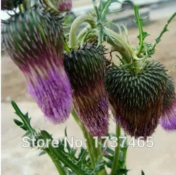 Real 50pcs/lot Milk Thistle,Silybum marianum bonsai organic home & garden free shipping