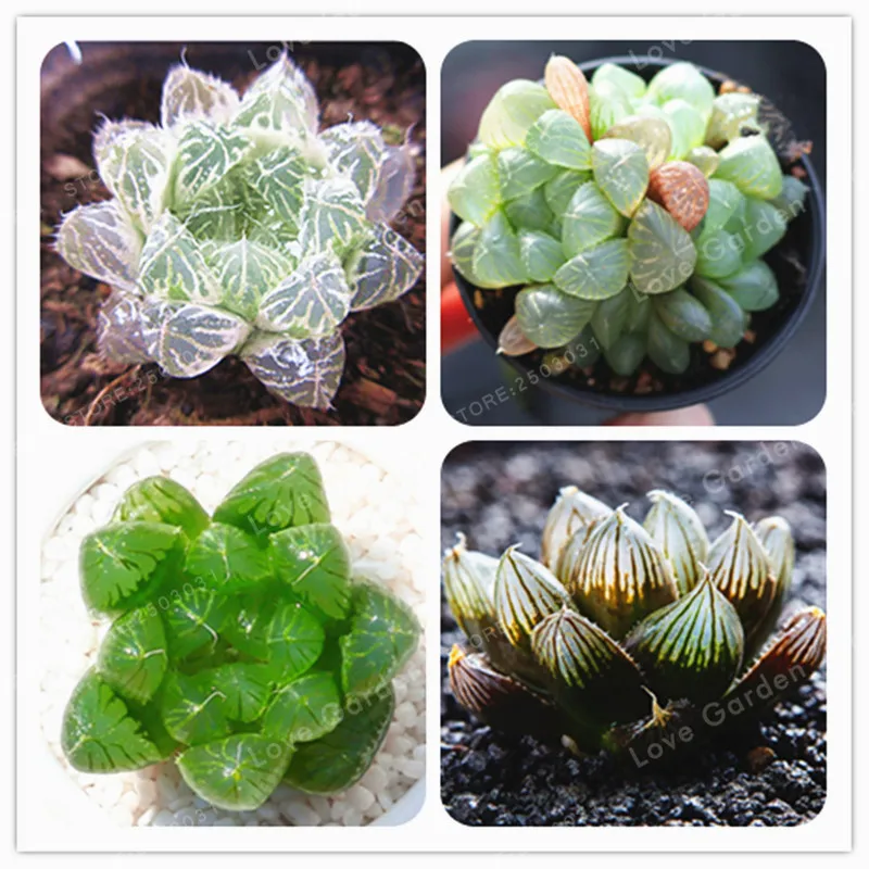 

100 pcs/Bag Office Desktop Flowers Herb Succulents Bonsai Anti Radiation Computer Haworthia Cymbiformis Purify The Air