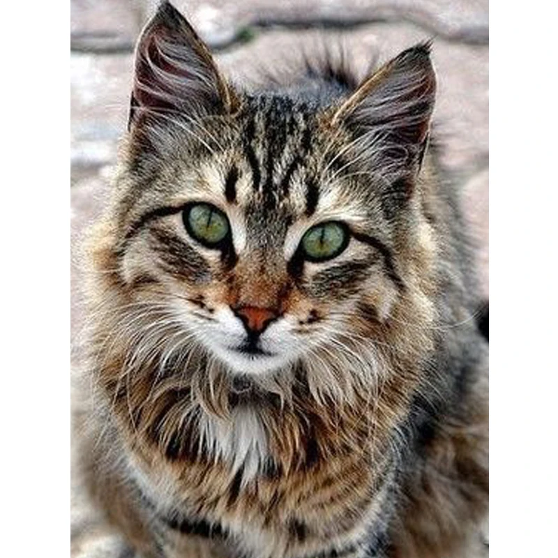 Алмазная живопись с котом алмазная вышивка мультяшная Современный домашний