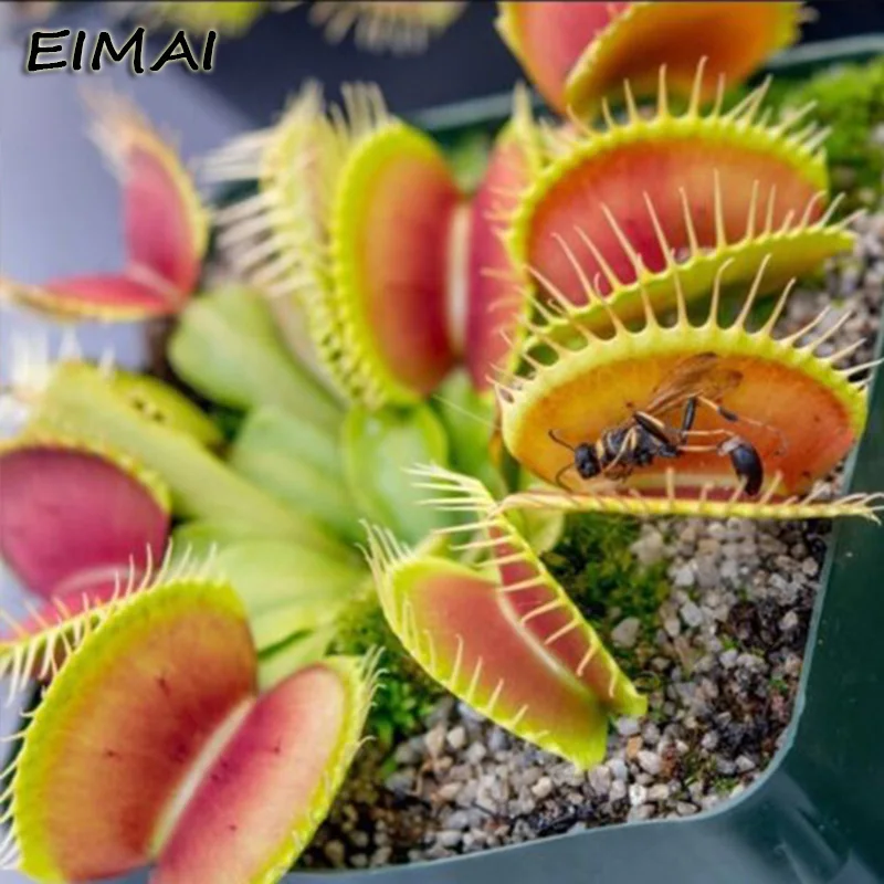 50Pcs Potted Insectivorous Plant Giant Clip Venus Flytrap Flower bonsais Carnivorous Plant For Home Garden 50Pcs Potted Insectivorous Plant Giant Clip Venus Flytrap Flower bonsais Carnivorous Plant For Home Garden