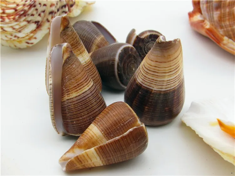 Natural Conch02