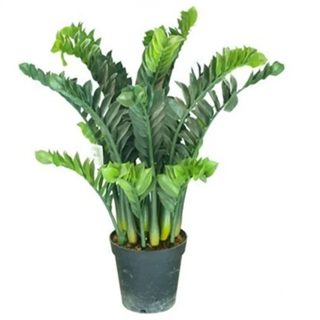 50seeds potted flowers money