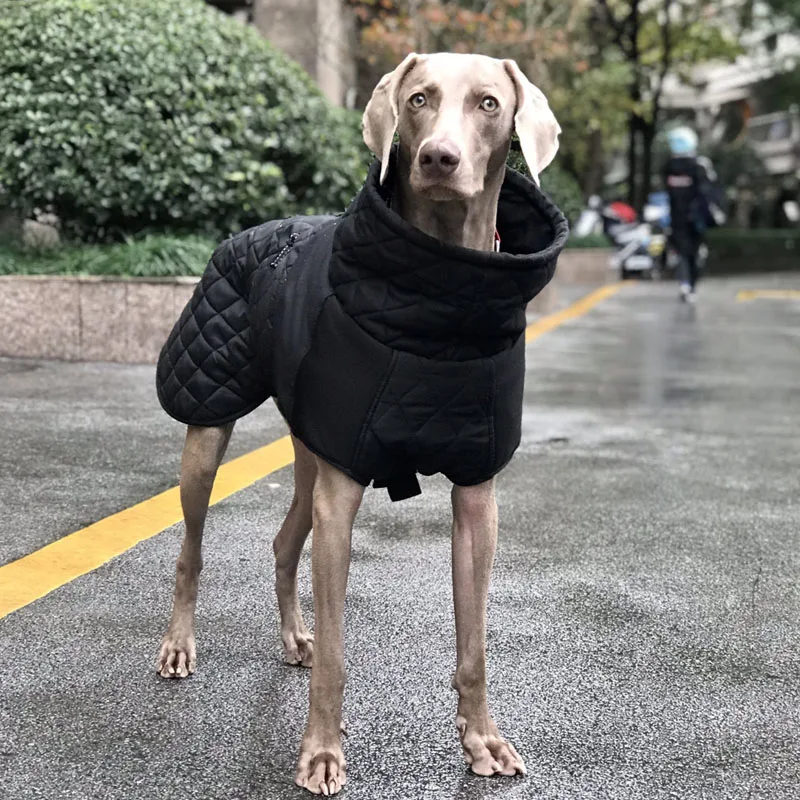 large dog jackets