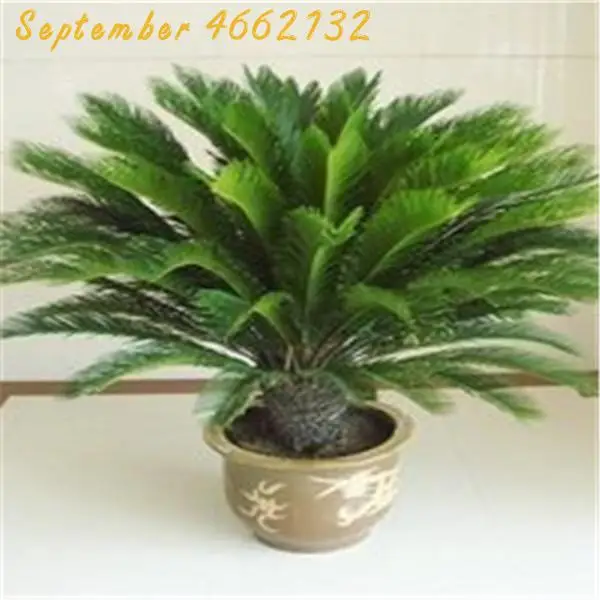10 Pcs Mini Cycas bonsai, Sago Palm Tree plant,the budding rate 97%,Cycads Tree For Home Garden Big Bonsai
