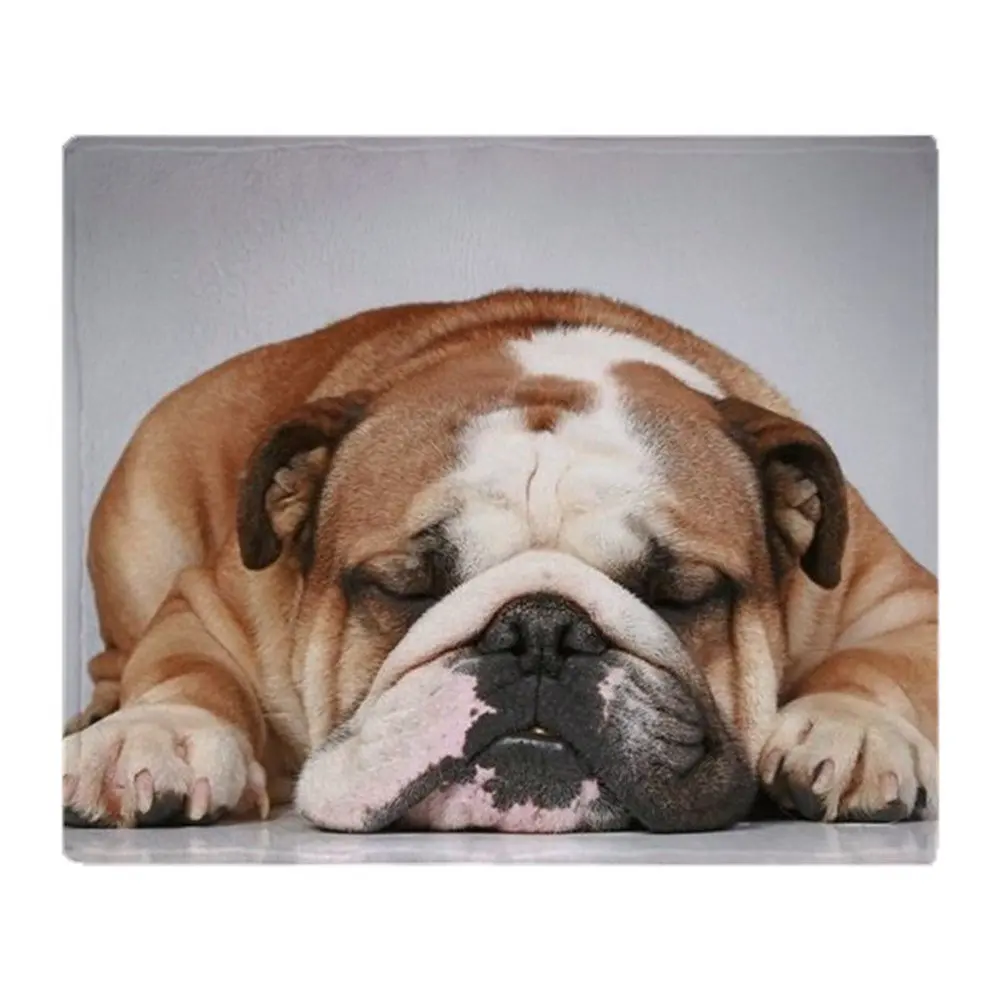 English Bulldog Lying On Grey Backgr Soft Fleece Throw Blanket Solid