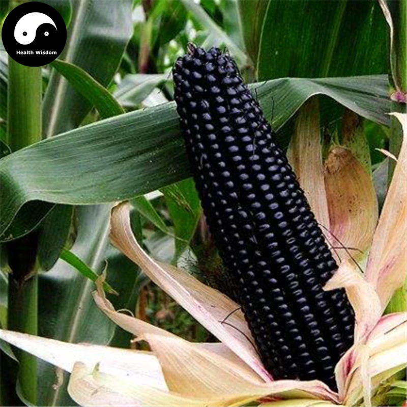 

Buy Purple Waxy Corn Semente 60pcs Plant Chinese Sweet Zea Mays For Balck Corn