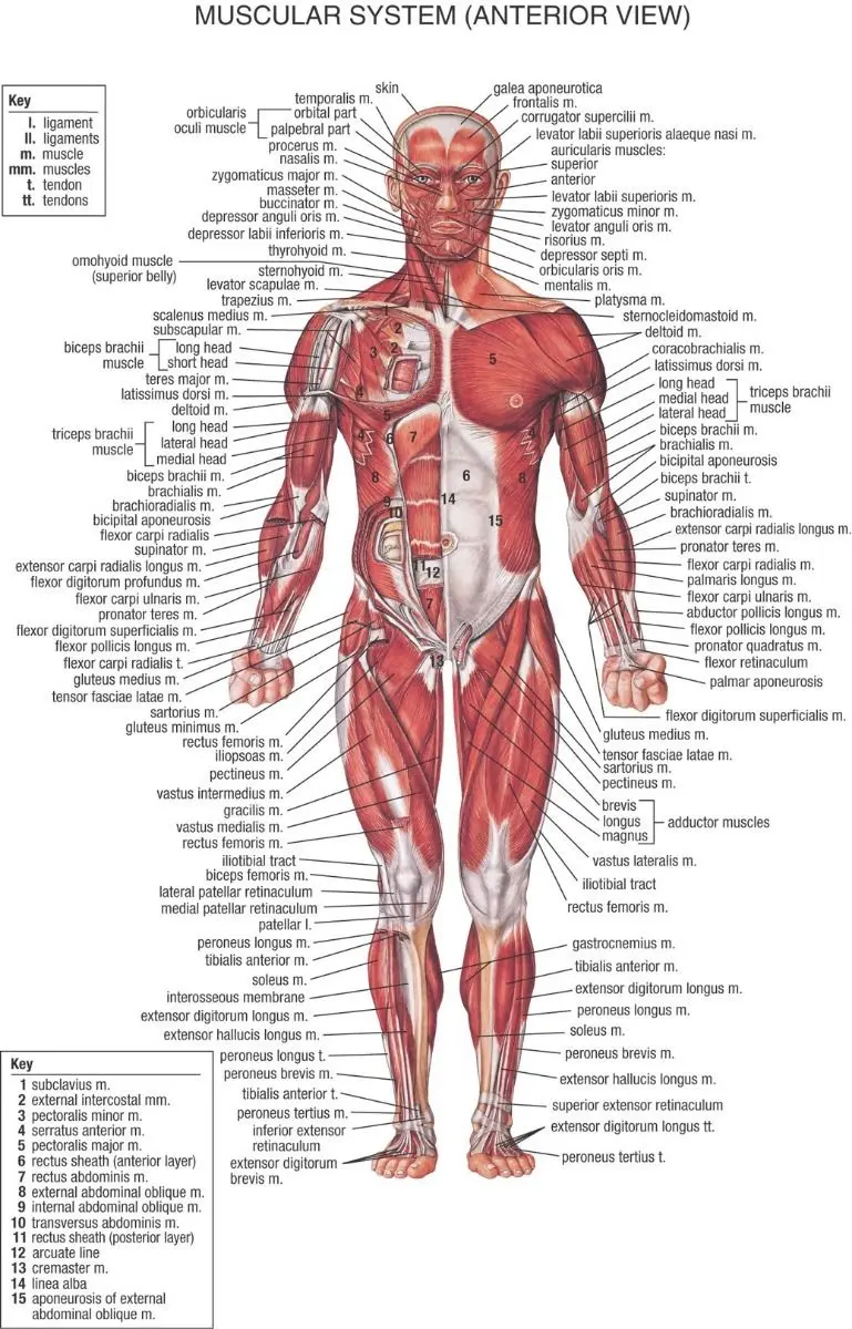 Compare Prices on Body Muscular System- Online Shopping
