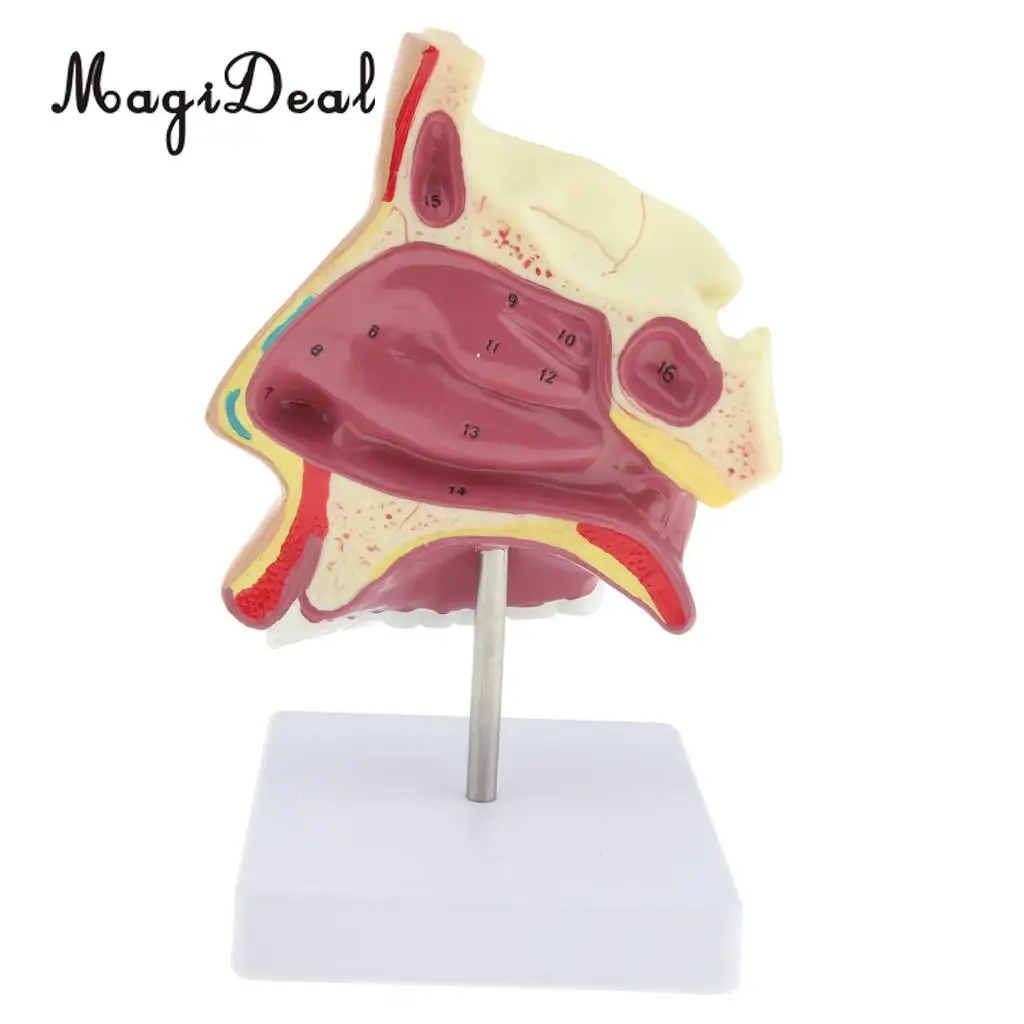Medical Nasal Cavity Anatomical Model Human Mouth Nose Throat Anatomy Model with Stand Base