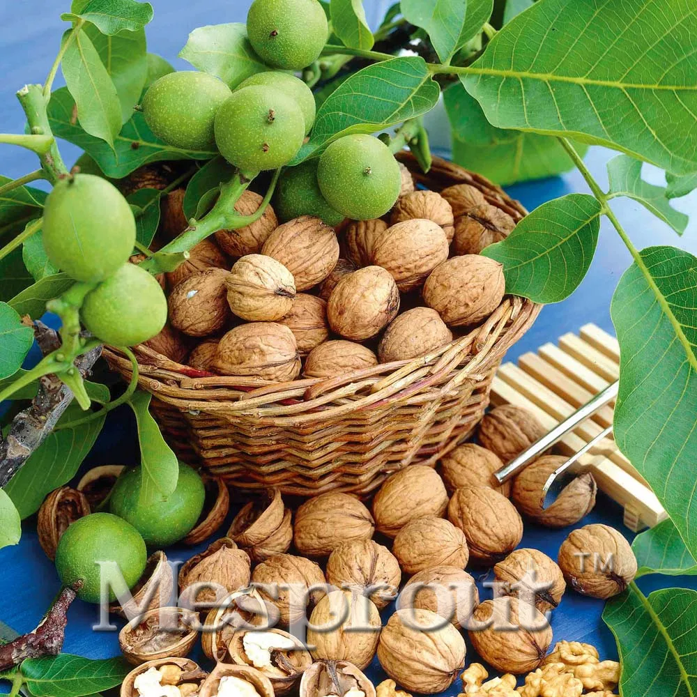 

Promotion High Nutrient Fruit Tree Flores Healthy Nut Tree Plantas Healthy Walnut Tree Plante Plant Bonsai For Home Garden 1pcs