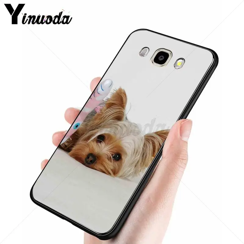 yorkshire terrier dog puppy 