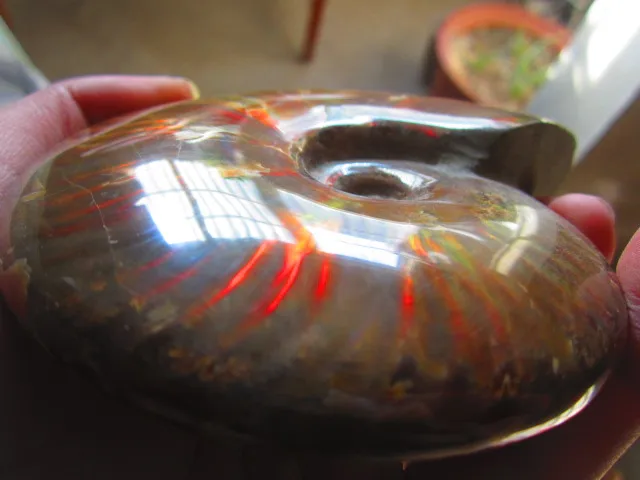 Best Price 505g(1.11 lb) Iridescent Ammonite Ammolite Specimen Fossil Madagascar BFB1171