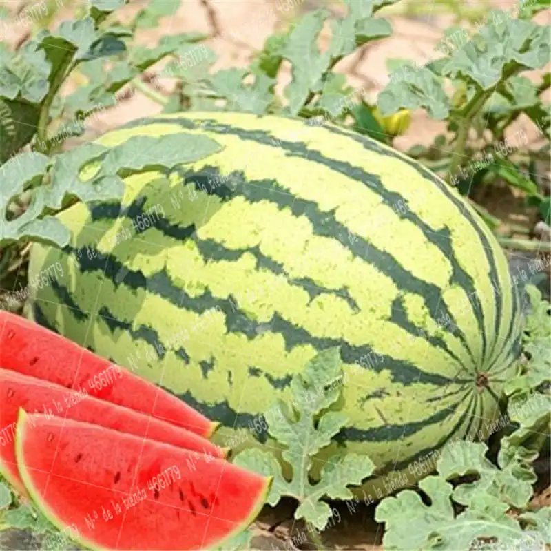 

30Pcs/Bag Watermelon Bonsai Plant Fruit Red Meat Garden Balcony Potted Planting Vegetable Plant Family Fruit Garden Bonsai plant
