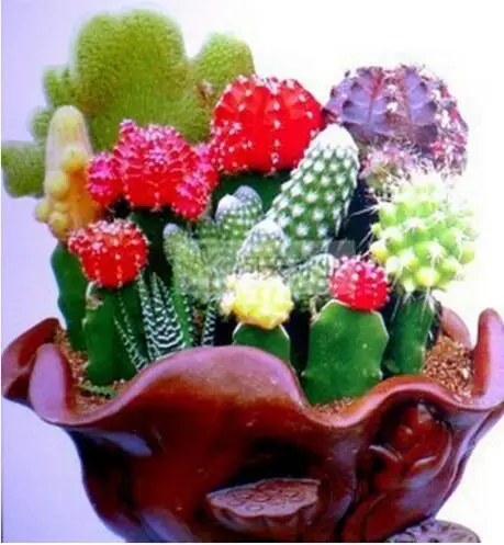 

Cactus Bonsai Plantas Ornamentais 200 Mixed variadas Attractive Impressionante 100% NATURAL Home & Garden Bonsai Plantas