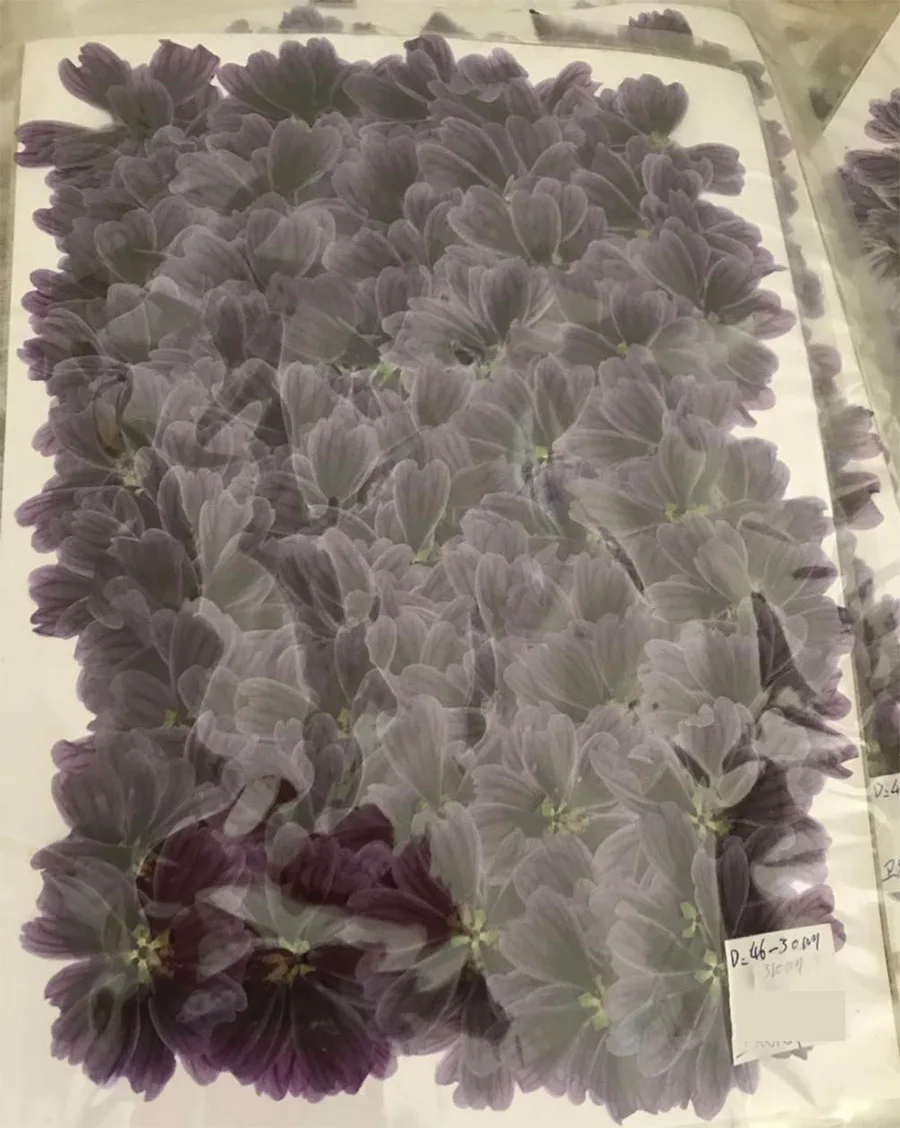 500 шт прессованный высушенный Мальва Sinensis Каван цветы гербарий из растений для ювелирных изделий открытка с пригласительным билетом чехол для телефона Закладка DIY