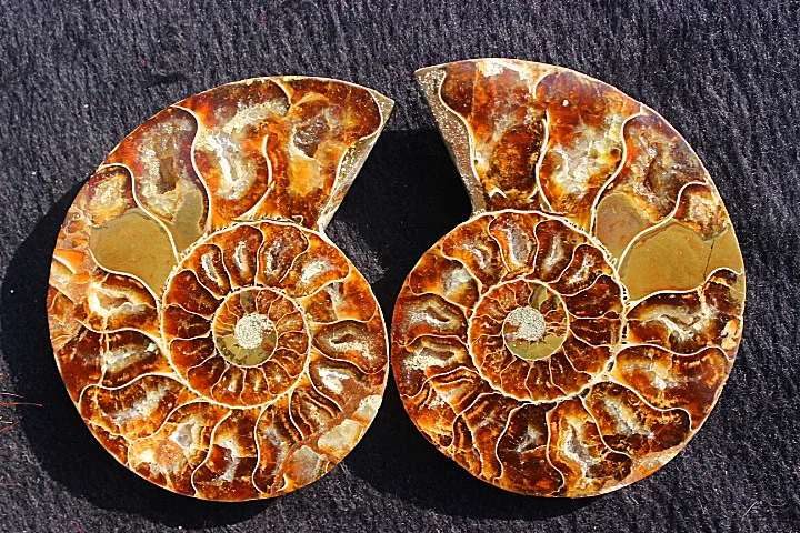 192g-FOSSILIZED-color-SNAIL-AMMONITE-MINERAL-MULTI-COLOR-FIRE.jpg_640x640