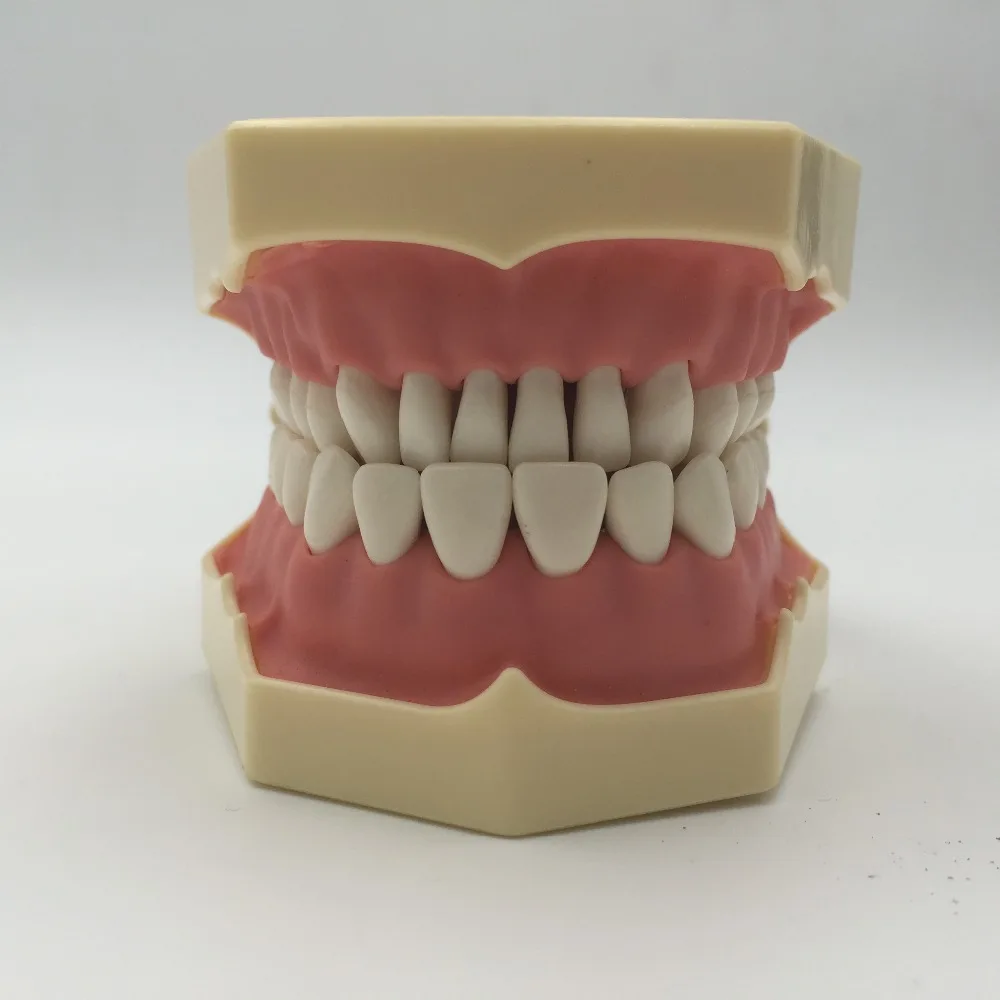 Free shipping Good quality Dental Soft Gum Teeth Model with tougneTypodont w/ 32 Removable Teeth NISSIN 200 Compatible Free shipping Good quality Dental Soft Gum Teeth Model with tougneTypodont w/ 32 Removable Teeth NISSIN 200 Compatible