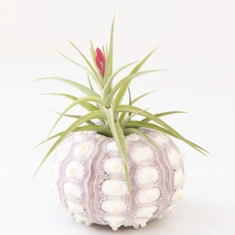 Natural Sea Urchin Air Plant Soilless Plant Creative Potted Plant Flower Pots Shell Conch Small Bonsai Pot Home Decoration