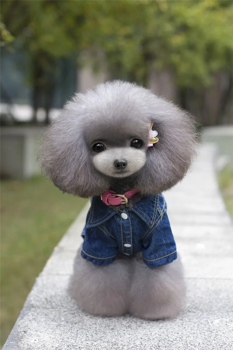 Y56_New_Dog_Spring_Autumn_Denim_Coat_clothes_2_Legs_Puppy_dog_Boy_Jean_Jacket_Clothing_Cool_jeans_coat_for_Yorkshire_ (7)
