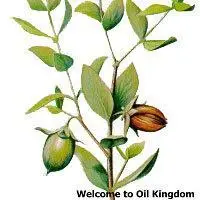 Jual 100% pure tanaman dasar minyak jojoba minyak perawatan kulit air kunci pelembab pori pori unclog australia minyak pijat pengobatan jerawat