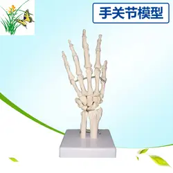 ПВХ 1:1 ЖИЗНЬ размеры человеческие руки сустава кости Ulna Tibial модель человека спецодежда медицинская Скелет ладони модель