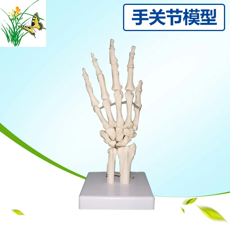 

PVC 1:1 Life Size Human Hand Joint Bone Ulna Tibial Model Human Medical Skeleton Palm Model